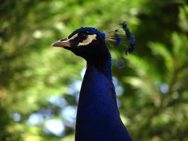 profile portrait of a peacock male with blurry background