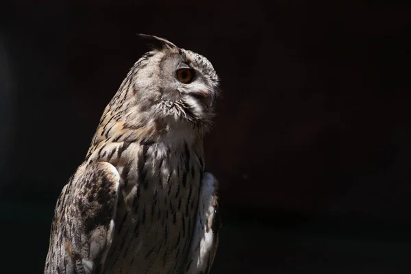 European Eagle Owl Sitting Partly Shadows Front Dark Background — Stock Photo, Image