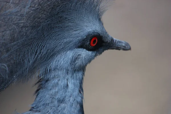 Gołąb Wiktoriański Czerwonymi Oczami — Zdjęcie stockowe