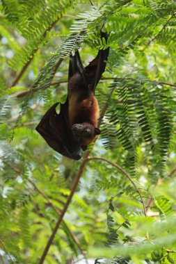Tropik bir ağaçta tepetaklak asılı Megabat