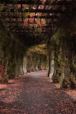 Wroclaw, Polonya 'da renkli sonbahar yapraklı Pergola 