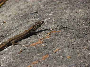 Küçük kertenkele güneşte bir taşın üzerinde dinleniyor.