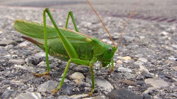 Giant Green Grasshopper Sitting Gravel Walk — 스톡 사진
