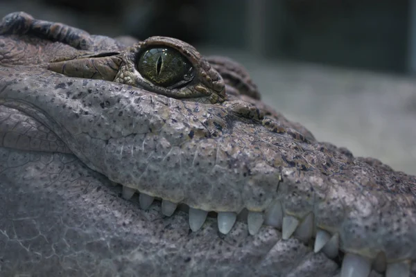 Porträt Eines Krokodils Mit Sehr Weißen Zähnen — Stockfoto