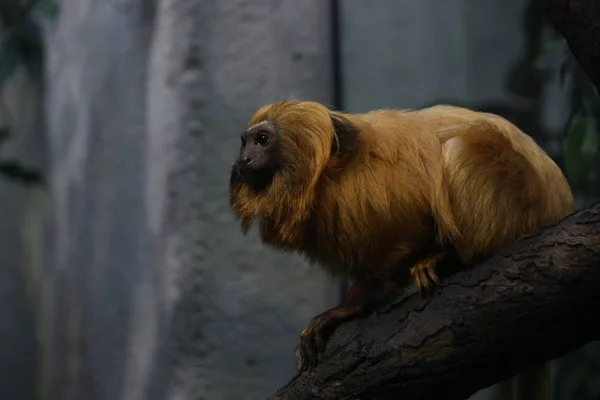 Lion Tamarin Sitting Observing Its Surroundings — Stock Photo, Image