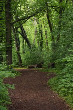 Hafif bulutlu bir günde, yaz boyunca Alman ormanlarında yol