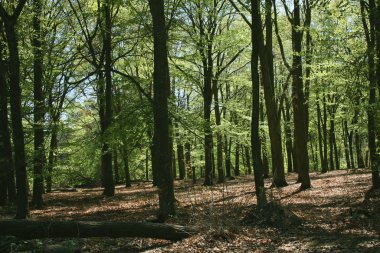 Güneşli bir günde baharda Alman Ormanı