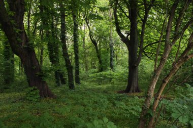 Derin Alman Ormanı Hafif bulutlu bir günde