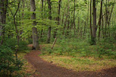 Hafif bulutlu bir günde, yaz boyunca Alman ormanlarında yol