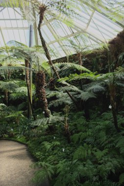 Güneşli bir günde Berlin Botanik Bahçesinde palmiye ağaçları