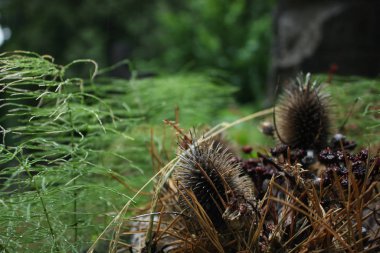 Mezarlıkta kurumuş devedikeni çelengi. Arkaplanı silip süpürüyor ve bulanık.