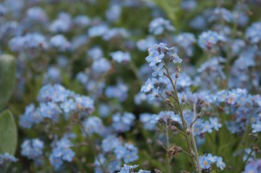 Odaklanmış tek çiçekli 