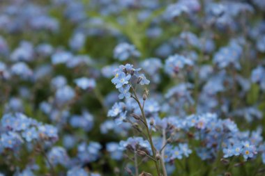 Odaklanmış tek çiçekli 