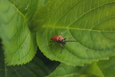 Küçük kahverengi yeşil bir yaprağın üzerinde oturan siyah bir böcek.