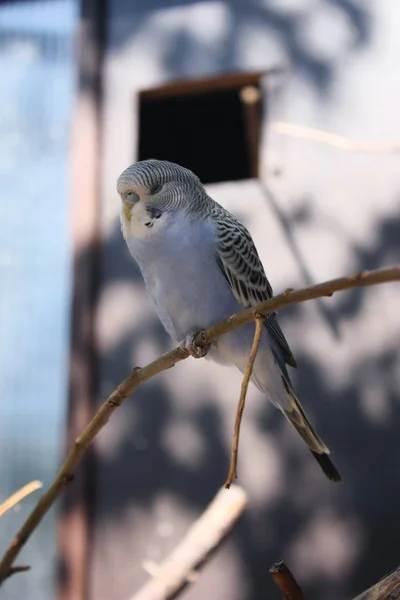 Budgerigar Azul Dormindo Ramo Dia Ensolarado — Fotografia de Stock