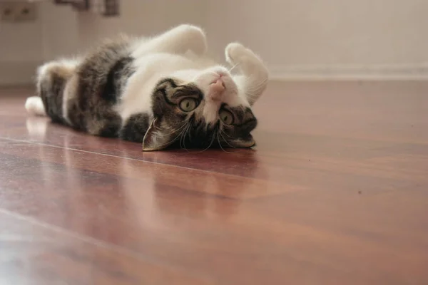 Cat lying on its back on a wooden floor looking into the camera