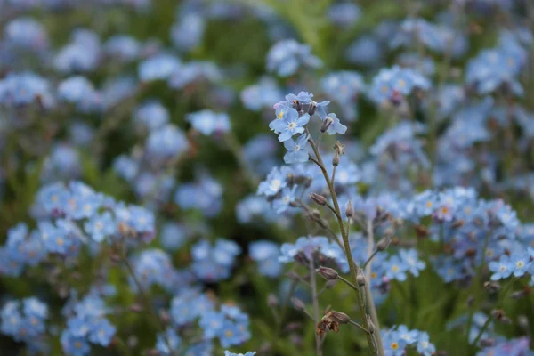 Feld Der Vergissmeinnicht Mit Einer Blume Fokus — Stockfoto