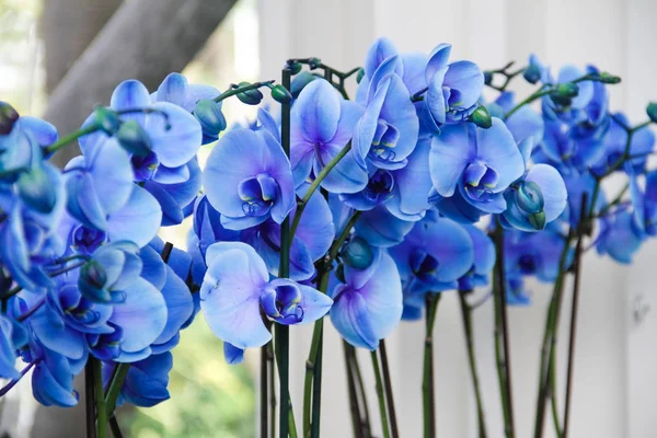 Bahçedeki mavi çiçekler