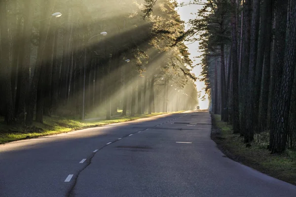Güneş ışınları shigning orman yoluyla