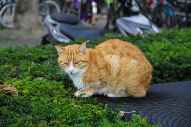 Ginger Cat masada