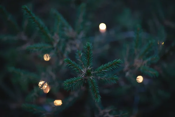 Ormandaki ladin, hafif bir çelenk, üst manzara..