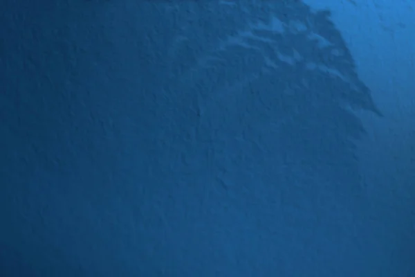 Sade mavi bir duvarda eğrelti otunun gölgesi.