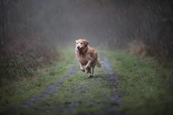 Labrador is running in the rain.