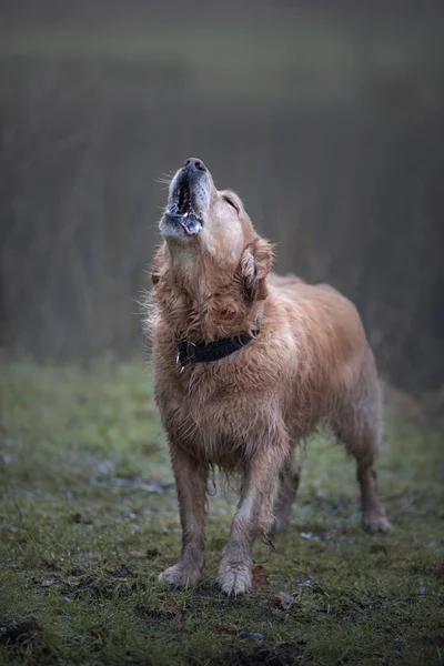 Labrador howls like a wolf in the fog in the rain. — Stock Photo, Image