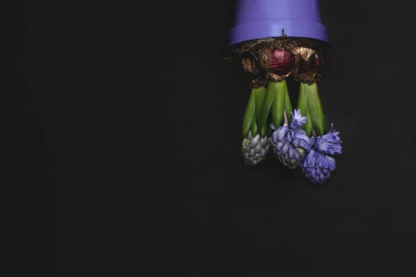 Flor de jacinto en flor sobre un fondo negro . —  Fotos de Stock