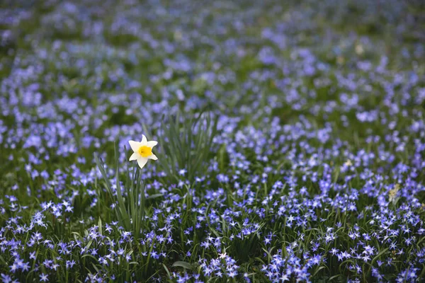 Lonely daffodil in a field among other blue flowers. — Stock Photo, Image