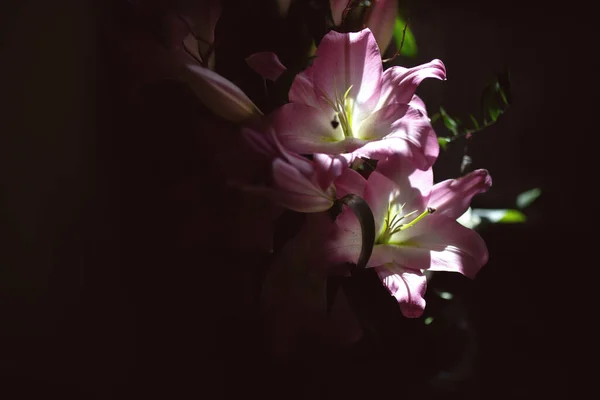 Koyu arkaplanda pembe zambaklar.