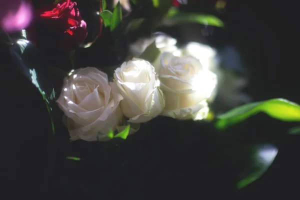 Yumuşak odaklı narin beyaz güller.