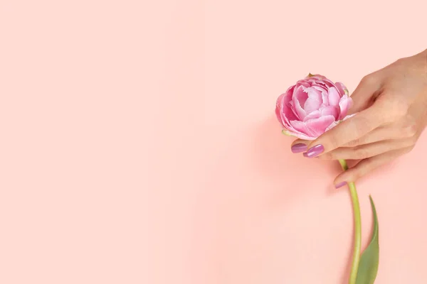 Kadın eli pembe bir lale tutuyor..