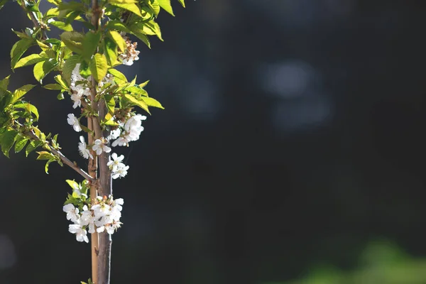 Cüce çiçekli kiraz ağacı.