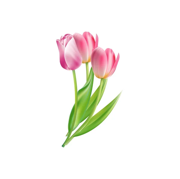 Vektorové ikony. Tři květiny. Tulipány, samostatný — Stockový vektor