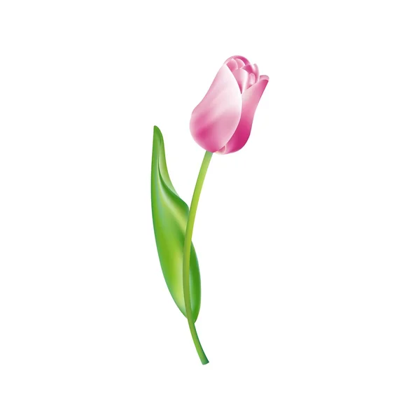 Vector icon. Tulip isolated — Stock vektor