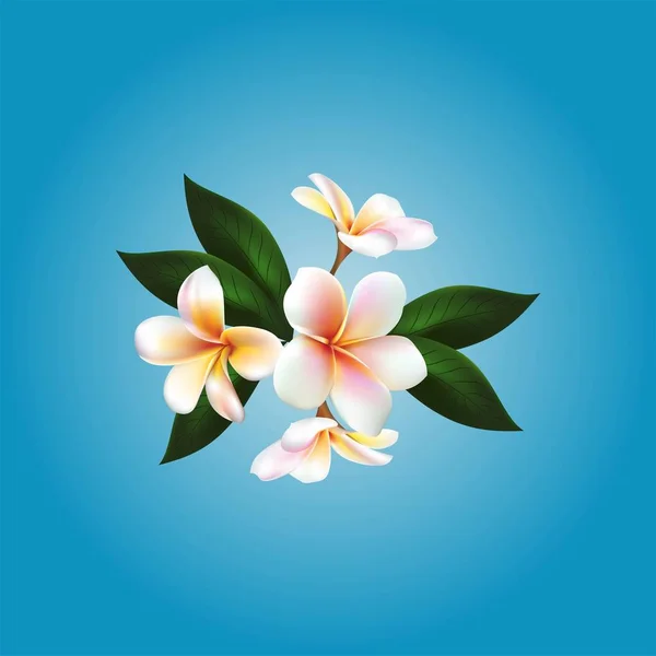 Plumeria. Bunga vektor - Stok Vektor