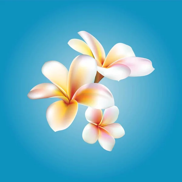 Plumeria. Vektör çiçek — Stok Vektör