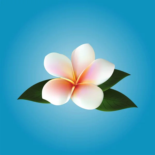 Plumeria. Vector flower — Stock Vector