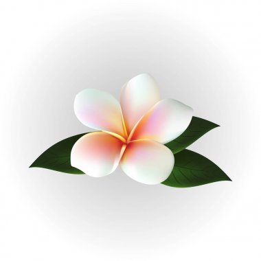 Vektör kayan çiçek