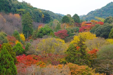 Kyoto Japonya'da sonbahar sırasında renkli yaprakları