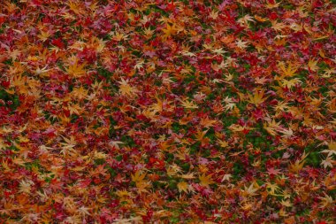 Renkli akçaağaç yaprakları yeşil ecek yere düşüyor 