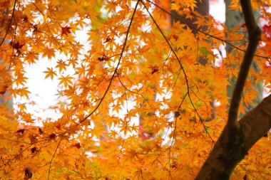 Renkli akçaağaç (Momiji) sırasında Kyoto Japonya'da yaprak