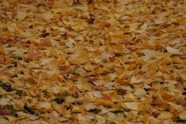 Sarı GINKO yaprakları yere geç sonbaharda Japonya'da Güz