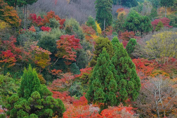 Feuilles colorées pendant l'automne à Kyoto Japon — Photo