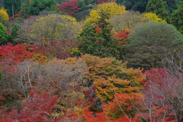 Foglie colorate durante l'autunno a Kyoto Giappone — Foto Stock