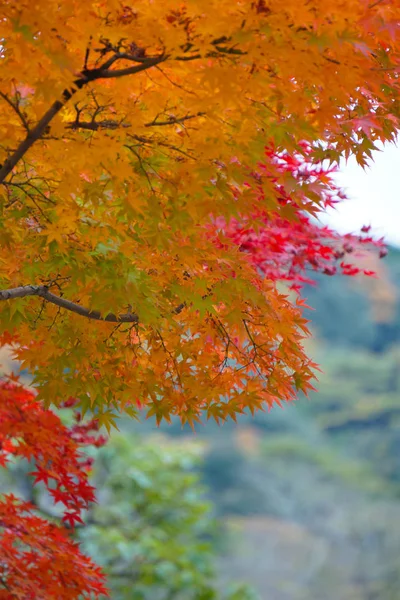 Foglie d'acero colorate (Momiji) durante l'autunno a Kyoto Giappone — Foto Stock
