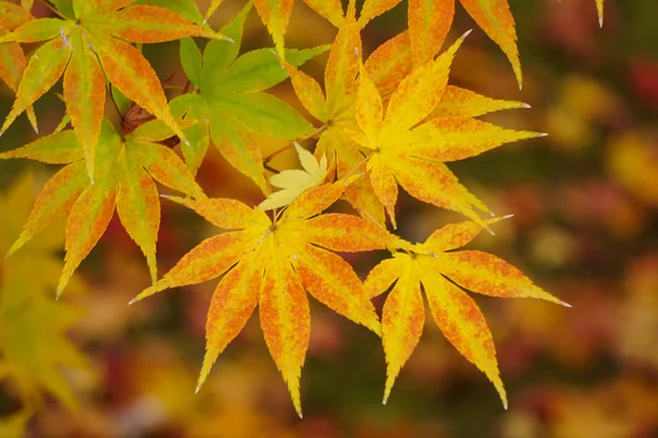 Hojas de arce de colores (Momiji) durante el otoño en Kyoto Japón — Foto de Stock