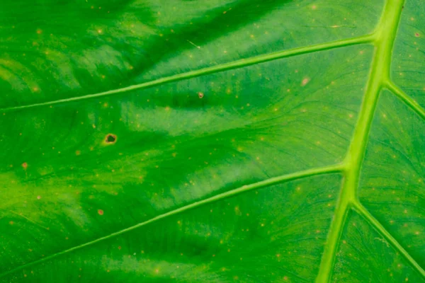 Die Blätter Von Morinda Citrifolia — Stockfoto
