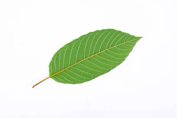 Baksidan Kratom Leaf Mitragyna Speciosa Växt Den Galnare Familjen Används — Stockfoto
